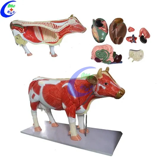 Cow and Other Animal Simulation Anatomical Model