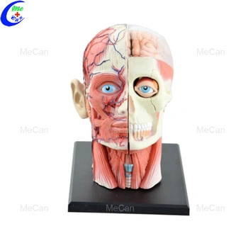 4D-Modell für die Anatomie-Ausbildung des menschlichen Kopfes