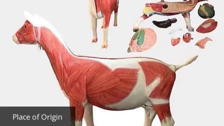 Anatomisches Simulationsmodell für Kühe und andere Tiere